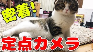 定点カメラで猫を撮影してみたよ！【スコティッシュフォールド】【Scottish Fold】