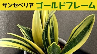 サンスベリア・ゴールドフレームを白い鉢に植えてみる/