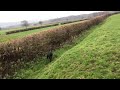 jim goshawk chasing pheasant off good point