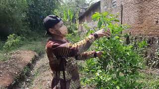 pruning cabang kasep