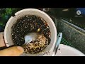 harvesting stinglessbees ചെറുതേൻ എടുക്കുന്ന വിധം