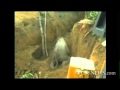 RAW: Baby Elephant Rescue