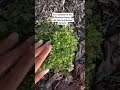 Intro to Hairy Bittercress - the green hiding in YOUR neighborhood! #shorts