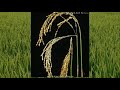 వరి లో మెడ విరుపు తెగుల్ల నివారణ neck blast of paddy control varilo medavirupu agri mentor