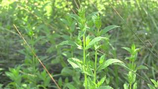 Medicinal Uses for Spearmint