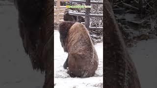 【東山動植物園公式】雪にテンションMax？《 アメリカバイソン　バイソン 》 #short