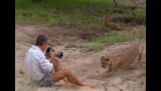 Cheetah play ball