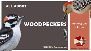 All About Woodpeckers