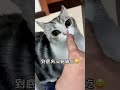 【 小松鼠普洱】把你手给我闻闻 小猫咪能有什么坏心眼 你的猫孩子也是这样玩吗