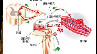 10602高三選修生物ch9 3 05訊息傳遞路徑三捷