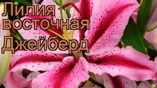 Лилия восточная Джейберд 🌿 обзор: как сажать, луковицы лилии Джейберд