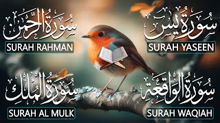 Surah Yaseen (Yasin) | Surah Rahman | Surah Waqiah | Surah Mulk | Beautiful Quran Recitation - 20