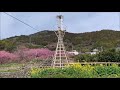 2019　2 24　ほぼ満開になった桑田山地区の雪割桜　～高知県須崎市～