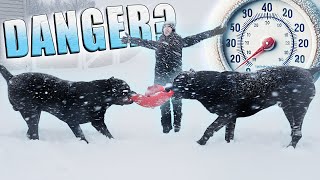 What's TOO COLD for a Cane Corso - DANGERS TO LOOK FOR