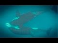 Great White Shark Mauled By Killer Whales | Abalone Wars S4