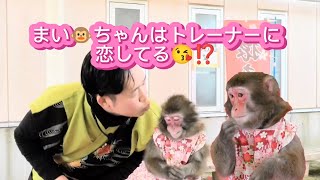 まい🐵ちゃんは、トレーナーに恋してる❗❓　猿まわし🐵💝　二助企画