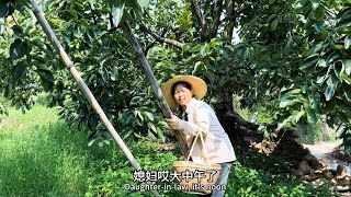 小放家柿子终于大丰收，媳妇到果地一看却想哭，看看发生了什么？