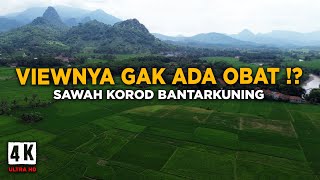 Keindahan SAWAH KOROD BANTARKUNING Lagi Cakep-Cakepnya ‼️ SEPERTI LUKISAN Sangat Memanjakan Mata