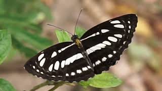 Common sailer, Neptis hylas in the wild in Tirunelveli