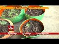 మిద్దె తోటలో భారీ వృక్షాల సాగు terrace gardening hmtv agri