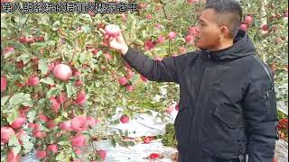 124  套袋量大担心上色怎么办？看唐老师怎么说！#养殖 #farming #干货