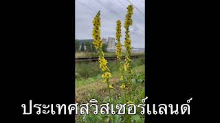 เมียฝรั่งพาชมดอกไม้ธรรมชาติสวิตเซอร์เเลนด์ ธรรมชาติบำบัด🌼🇨🇭