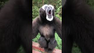 HOWLING GIBBONS COLLECTION #gibbon #howling #cute #wildlife #comedy #funny #funnyanimal #shorts
