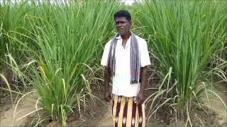 TN-IAMWARM- Precision Famring Sugarcane - Gridhamal Sub Basin