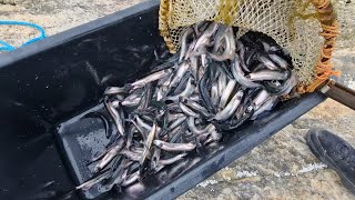 Catching Capelin fish or they called it \