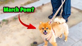 familia diamond lost dog