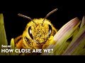 How Close Are We to Saving the Bees?