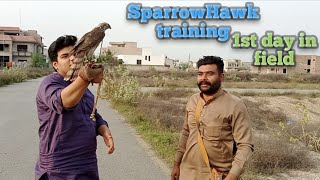 Sparrow Hawk training first day in field// falconry art of kings