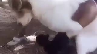 Perro Viola