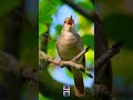 Singing Nightingale Bird: Best Bird Song #shorts #nature #chirping #bird #birdsounds #birdlovers