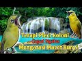 Terapi Pleci Koloni Cepat Ngalas Buka Paruh || Mengatasi Macet Bunyi #terapipleci #pleci #pcmi