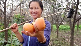 吃柿子的季节来了，这么馋人的美味，农村妈妈一摘就是几十斤 【泥土的清香】