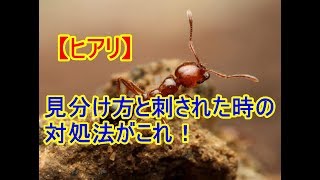 【ヒアリ】 見分け方と刺された時の 対処法がこれ！