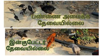 நாட்டுக்கோழி வளர்ப்பு பற்றிய என்னுடைய அனுபவம்#நாட்டுகோழிவளர்ப்பு #henhatchingchicks #கோழி