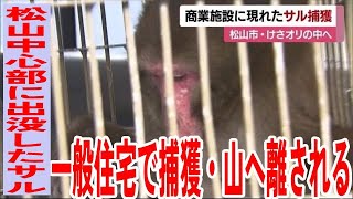 「ひと安心ですね」松山中心部に出没したサル　約２２時間後に一般住宅で捕獲【愛媛】 (23/10/11 11:56)