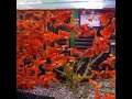 Albino Full Red Guppy||#shorts #albinofullred