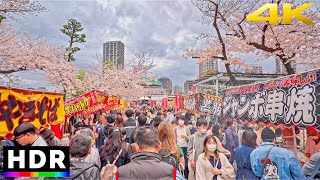 Ueno Park  - Tokyo Cherry Blossom festival walk tour【4K HDR】