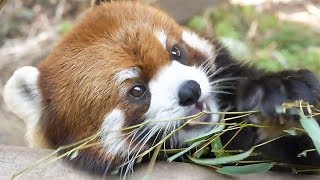 さよなら「よもぎ」ようこそ「ロック」、動物園の春　徳島