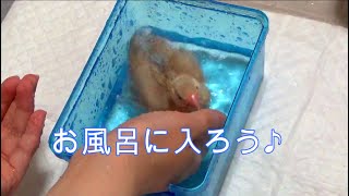 【文鳥】文鳥のヒナを初めてお風呂に入れてあげました。