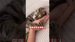 猫咪极度缺爱的四种表现，养猫必看。＃关爱猫咪＃猫咪心思＃新手养猫＃养猫知识＃养猫日常＃养猫经验＃科学养猫＃养猫人＃养猫经验分享＃宠物＃萌宠＃猫咪＃cat＃宠物日常＃宠物知识＃猫咪的迷惑行为