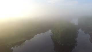 Rising through the early morning fog at Wacissa Springs