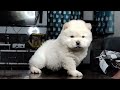 top quality chow chow puppy for sale in telugu 81217 43044 aj pets