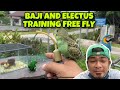 UPDATED BAJI FREE FLY SI GREEN // ELECTUS PARROT