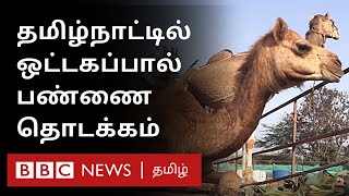 Coimbatore Camel Milk Farm  - Engineerஆல் தொடங்கப்பட்ட ஒட்டகப்பால் பண்ணை