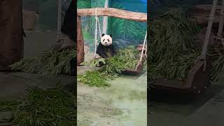 保育員知道圓仔喜歡盪鞦韆，把竹葉放鞦韆上 #cute #panda #熊貓 #animals