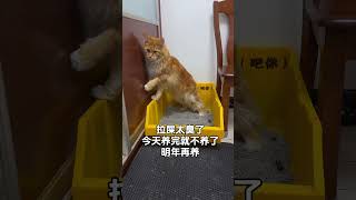 这臭猫养今天最后一天就不养了！明年再养 缅因猫 记录猫咪日常 猫咪的迷惑行为 我和我的猫